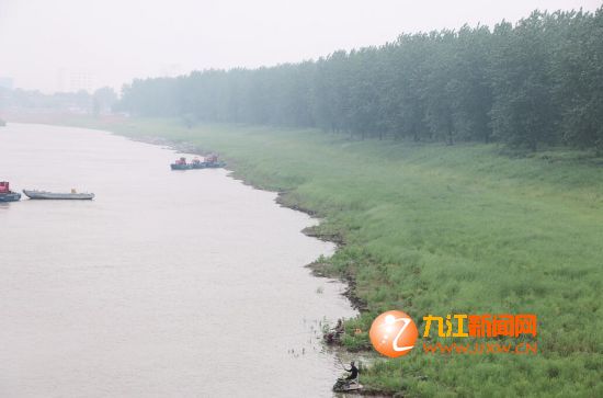 充滿綠色生機(jī)的瑞昌長(zhǎng)江岸線。（潯陽(yáng)晚報(bào)記者 魏東升 攝）